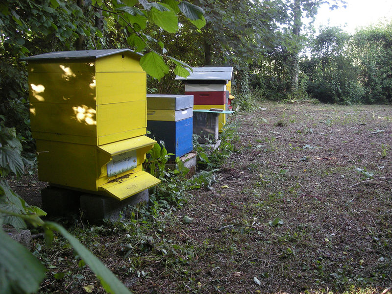 La ruche Brome Fierger